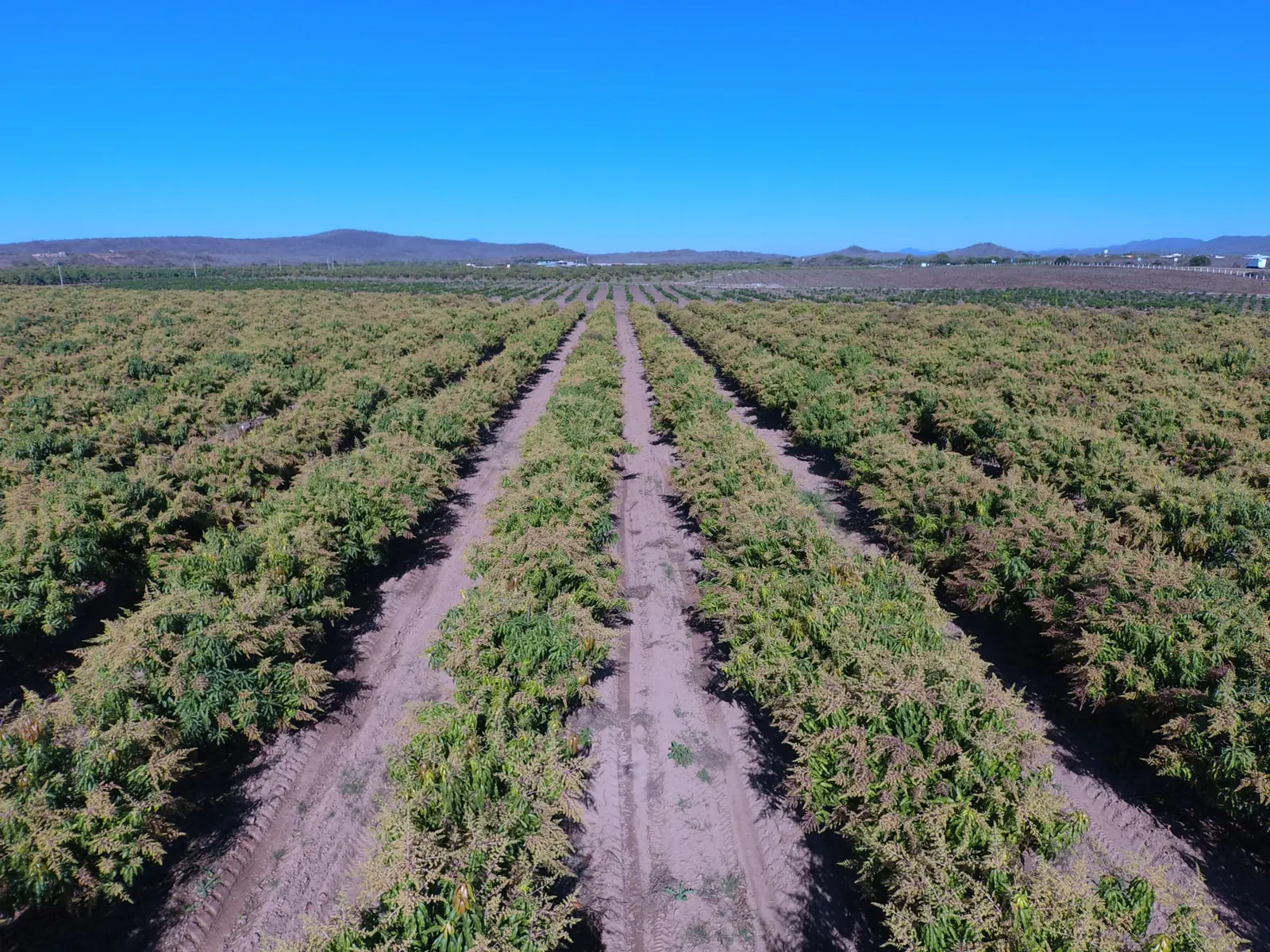 Hileras de árboles de mango en las huertas compartidas por EDJ